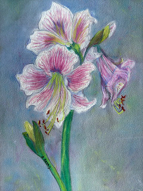 Mini-Artworks: 3 Views of a Peppermint Amaryllis